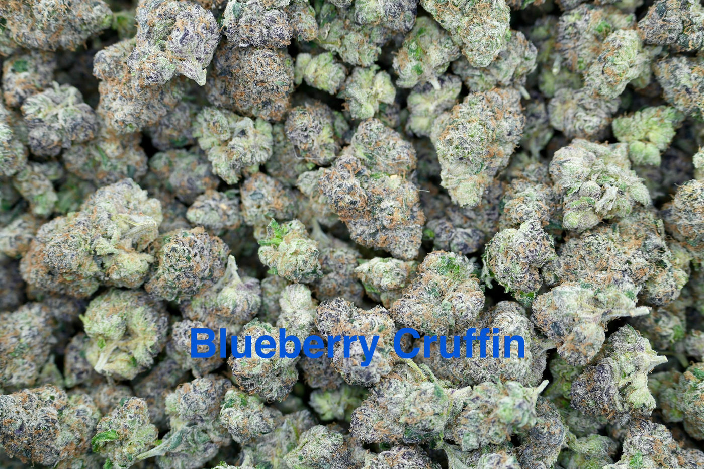 Blueberry Gruffin
