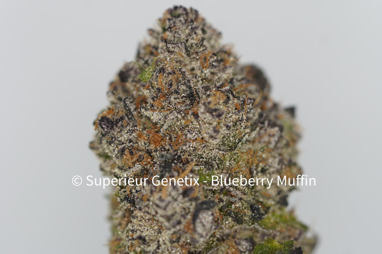 Blueberry Muffin