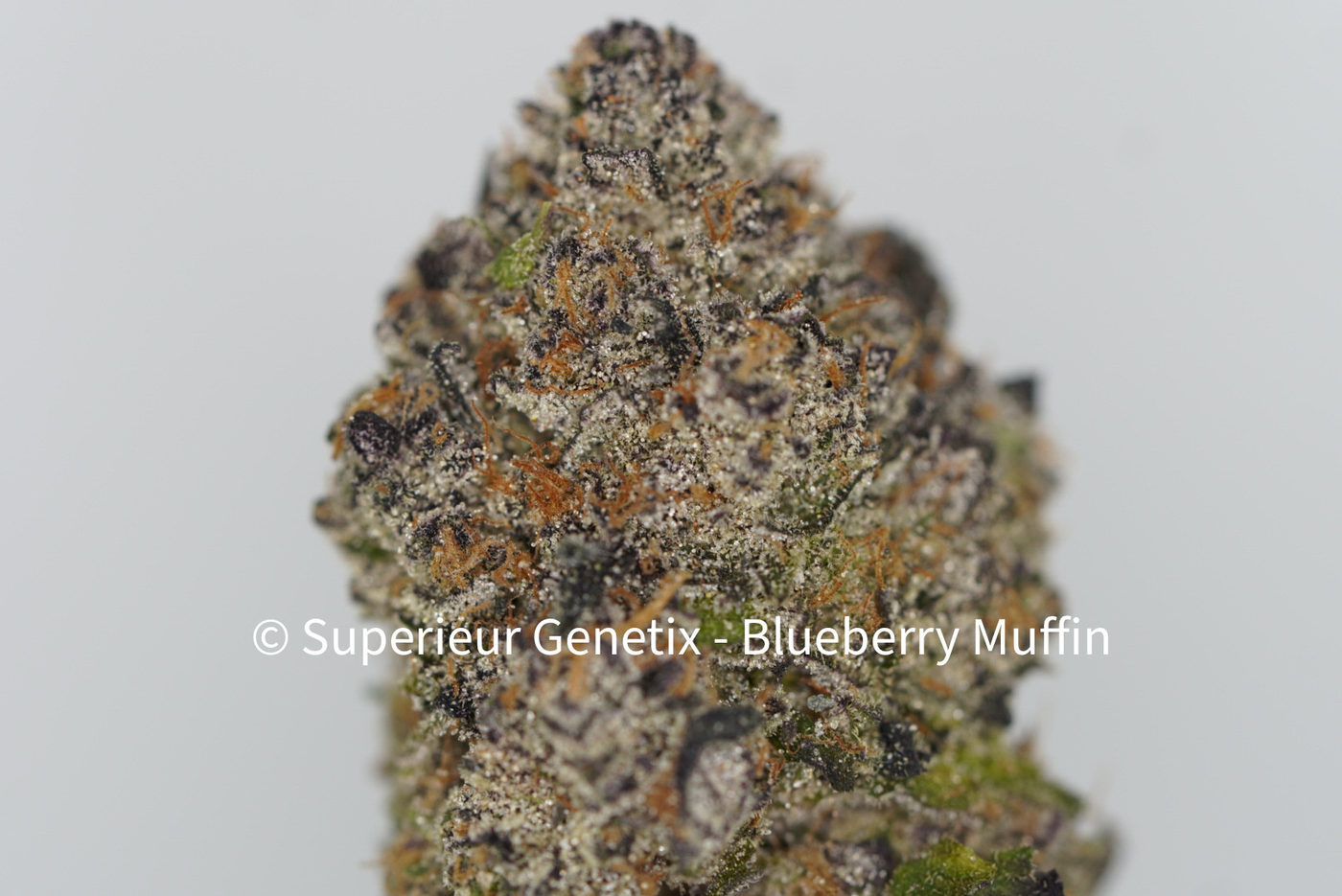 Blueberry Muffin