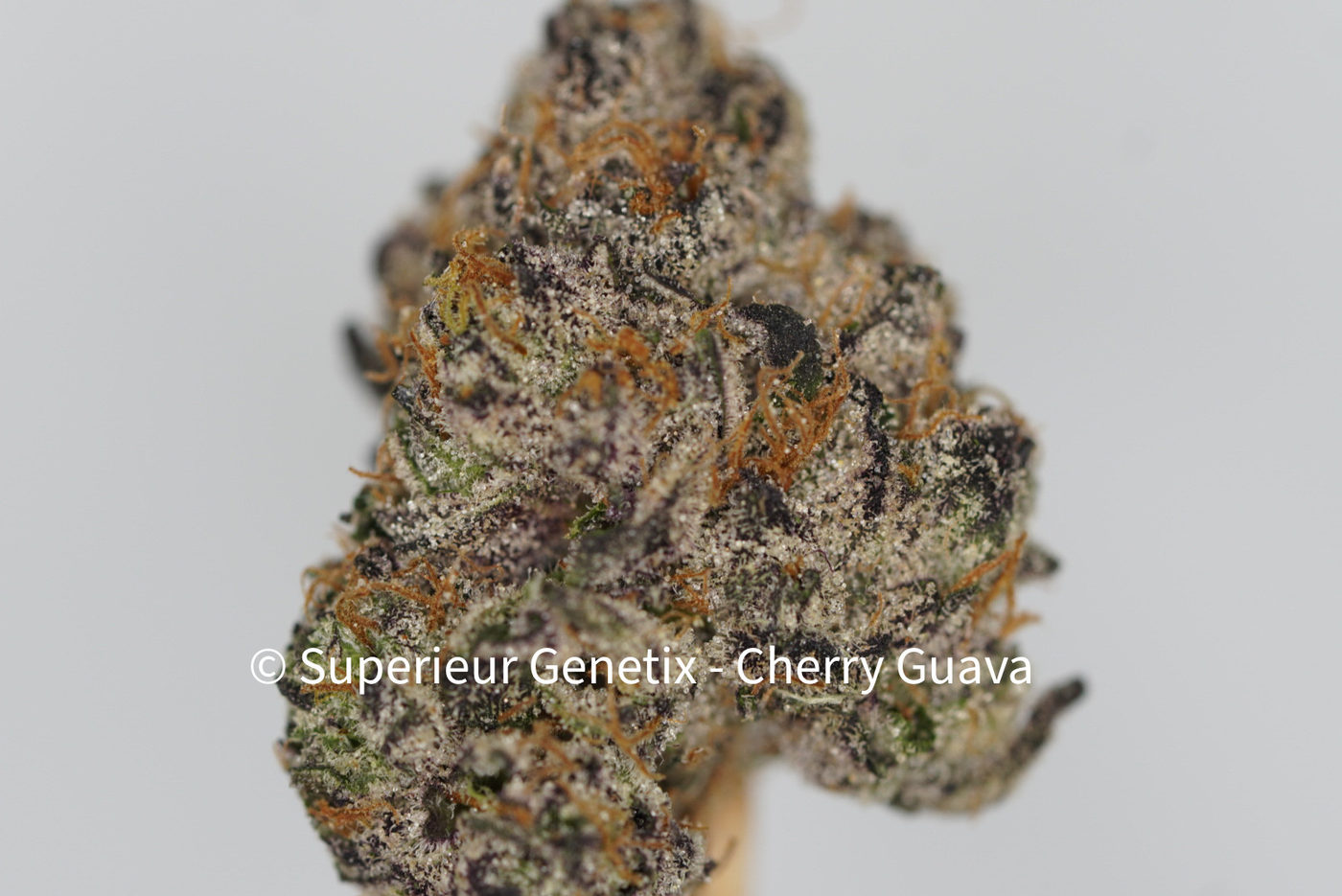 Cherry Guava