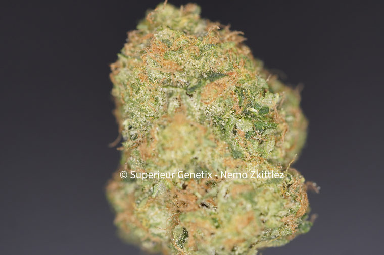 Nemo Zkittlez