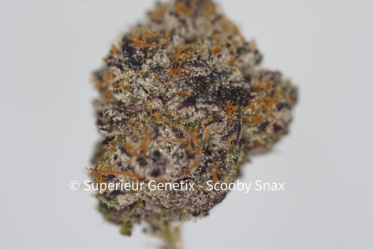 Scooby Snax