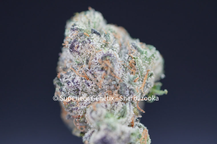 Sherbzooka